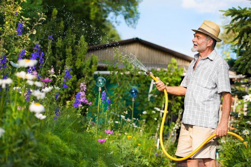 Älterer Mann wässert Garten mit dem Gartenschlauch