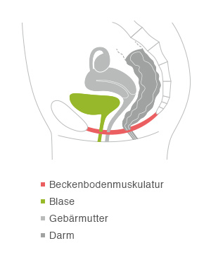 Schematische Dartstellung des Unterbauchs mit Beckbodenmuskulatur, Harnblase, Gebärmutter und Darm