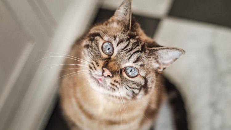 Das ideale Haustier für Senioren - Katze wartend vor der Tür, erwartungsvoll schauend